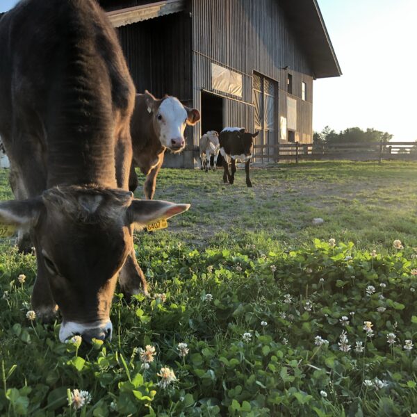 Kälber im Auslaufstall und genießen den Sonnenuntergang