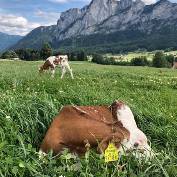 Kälber in der Wiese mit Blick auf die Drachenwand