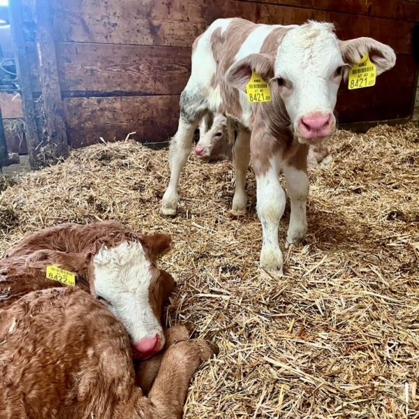 frisch geborene Kälber